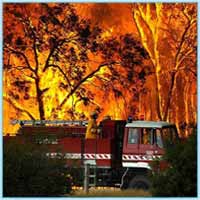 Более 130 человек погибли из-за лесных пожаров в Австралии
